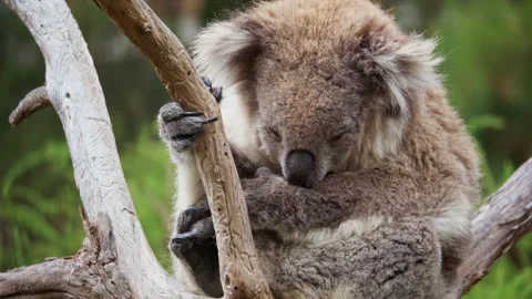 Wild Koala sleeping between the tree forks of a native Australian Eucalyptus tre Stock Footage 294622293