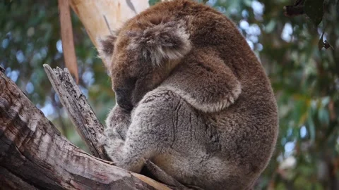 Wild koala sleeping Video stock 159070100