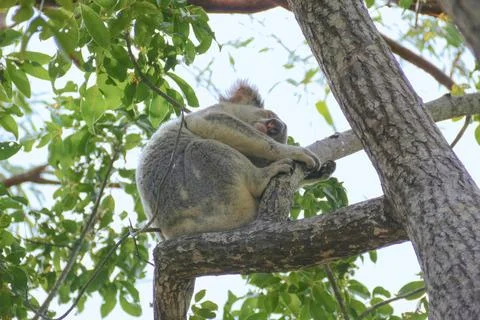 Wild koala sleeping in the fork of a eucalyptus tree in daylight Foto stock
