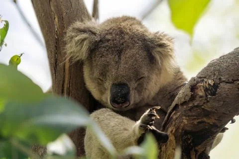 Wild koala sleeping on the tree Stock Photos