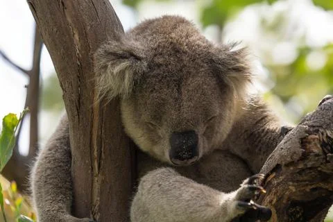 Wild koala sleeping on the tree Stock Photos