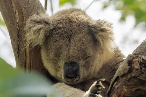 Wild koala sleeping on the tree Stock Photos