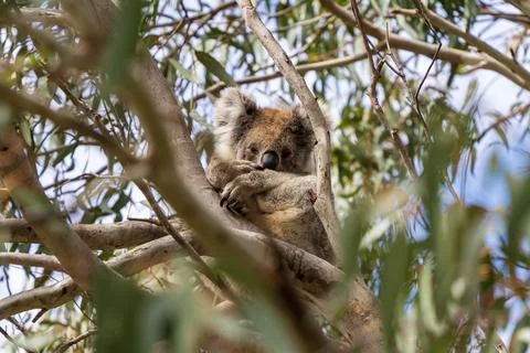 Wild koala on the tree Foto stock