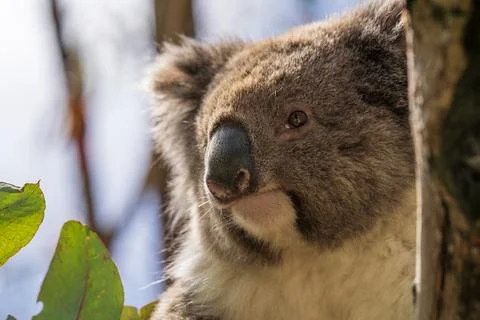 Wild koala on the tree Stock Photos
