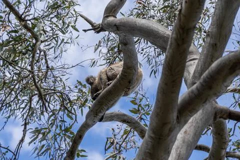 Wild koala on the tree Stock Photos