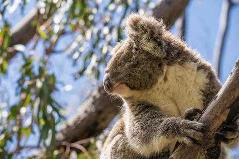 Wild koala on the tree Stock Photos