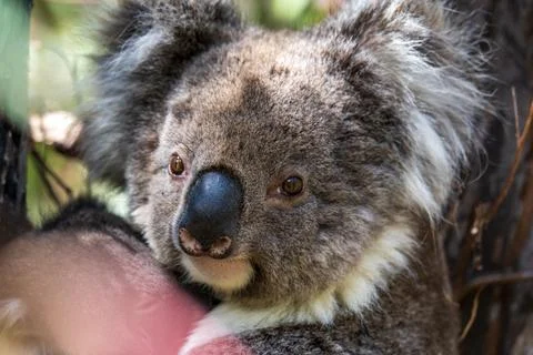 Wild koala on the tree Stock Photos