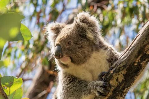 Wild koala on the tree Stock Photos