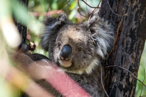 Wild koala on the tree Stock Photos