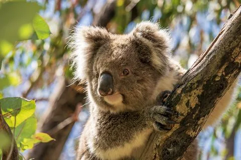 Wild koala on the tree Stock Photos