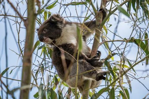 Wild koala on the tree Stock Photos