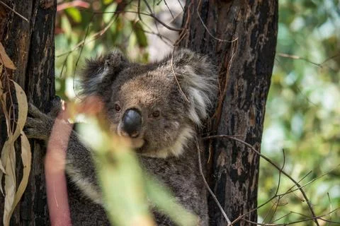 Wild koala on the tree Stock Photos