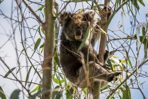 Wild koala on the tree Stock Photos