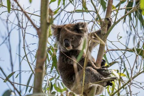 Wild koala on the tree Stock Photos