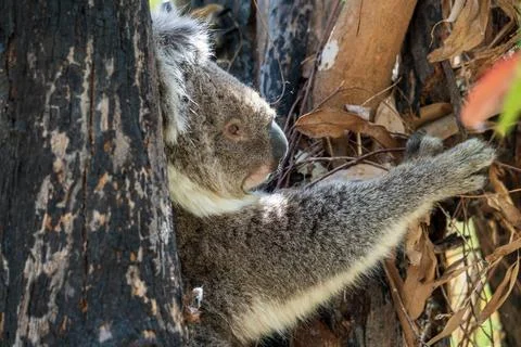 Wild koala on the tree Stock Photos