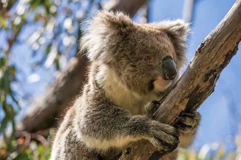 Wild koala on the tree Stock Photos