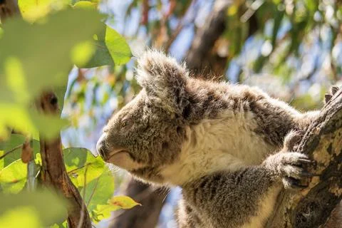 Wild koala on the tree Stock Photos