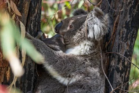 Wild koala on the tree Stock Photos