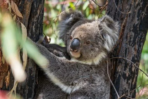 Wild koala on the tree Stock Photos
