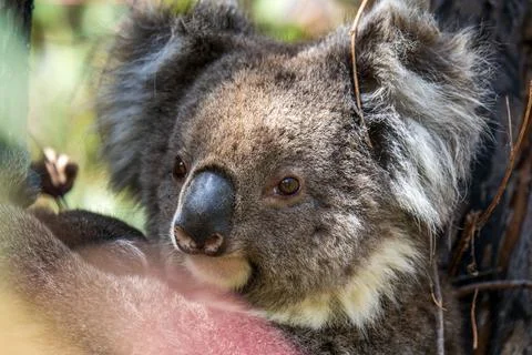 Wild koala on the tree Stock Photos