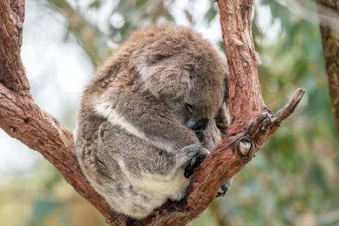 Wild koala on a tree portrait Stock Photos