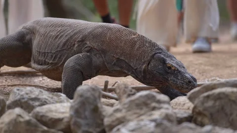 Wild Komodo Dragon Encounter During Tourism Excursion in Labuan Bajo Stock Footage 341270091