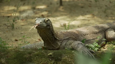 Wild Komodo Dragon Stock Footage 114230890