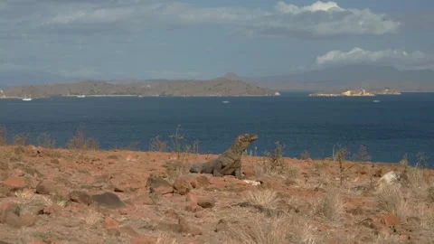 Wild Komodo Dragon Resting on a Hill in Komodo National Park, Indonesia Stock-Footage 337154314