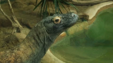 Wild Komodo varanus dragon face detailed view, reptilian animal wildife nature Stock Footage 223014693