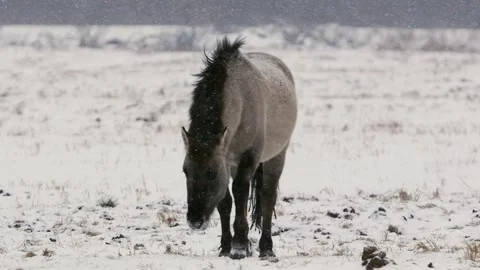 Wild Konik Horse Grazing and Playing in Snowy Belarus Field Close-Up Stock Footage 277442953