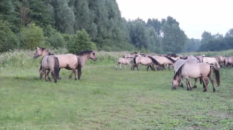 Wild Konik Horses Stock Footage 26134380
