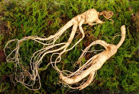 Wild Korean ginseng root. Stock Photos