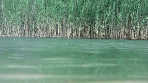 Wild lake Stock-Footage 146284546