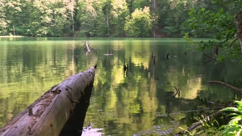 Wild lake in the forest. Stock Footage 156168730