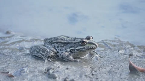 A wild lake frog perching on a muddy shore on a sunny day and making a sudde Stock Footage 340487049