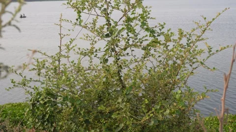 Wild Lakeside Plants in Foreground Stock Footage 334756788