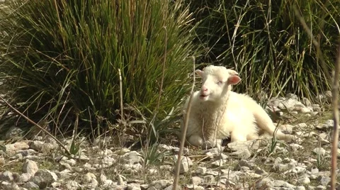 Wild lamb chewing away happily in Majorca Mallorca Stock Footage 48764012