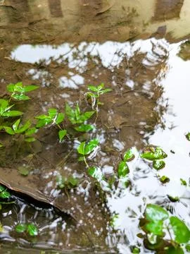 Wild lanceolate to ovate leaves in monsoon water field Uttarakhand India, l.. Stock Photos