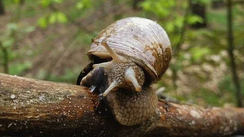 Wild land snail with tentacles on forest wood, mollusk with shell, environment 動画素材 119035172