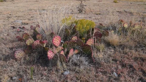 Wild landscape of Oklahoma in the Black Mesa region. Purple prickly pear ca.. Stock Footage 339025833