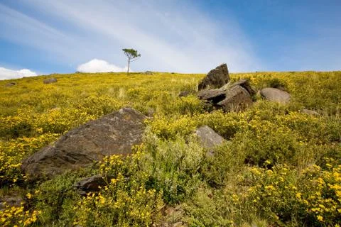 Wild landscape Stock Photos