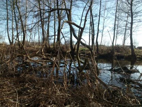 Wild landscape in the spring. River and trees. Stock Photos
