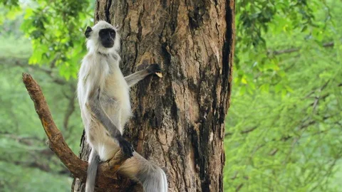 Wild Langur Sitting On Tree Rajasthan 库存影片 101077181