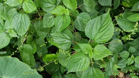 Wild Laportea aestuans Stinging Nettle Plant Growing in Tropical Vegetation Stock Footage 340464308