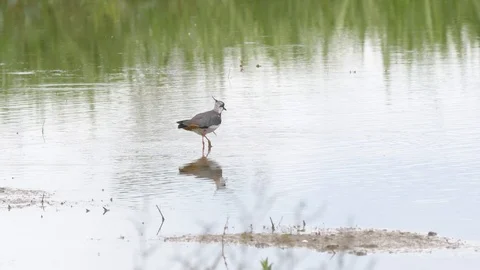 A wild lapwing, wading bird, feeding in shallow water of a large lake in sout Stock Footage 112756915