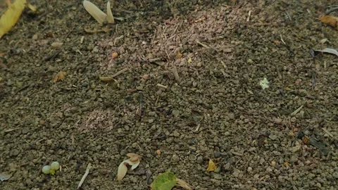 Wild large ants in an anthill on a summer day Stock-Footage 317649465