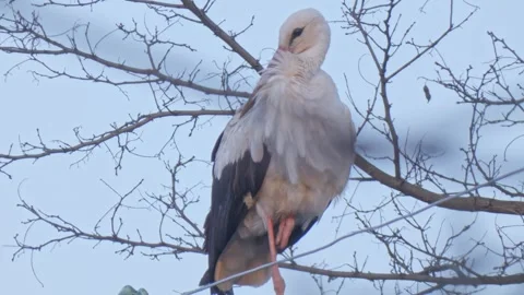 Wild large bird White Stork on an old power pole close-up Stock Footage 248677772