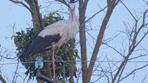 Wild large bird White Stork on an old power pole close-up Video stock 248677874