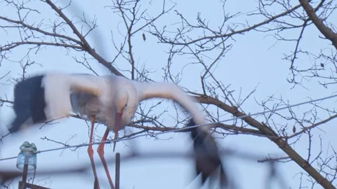 Wild large bird White Stork on an old power pole close-up Stock Footage 248678331