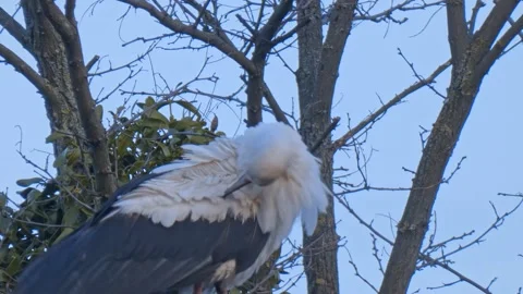 Wild large bird White Stork preening on an old power pole close-up Stock Footage 248678829